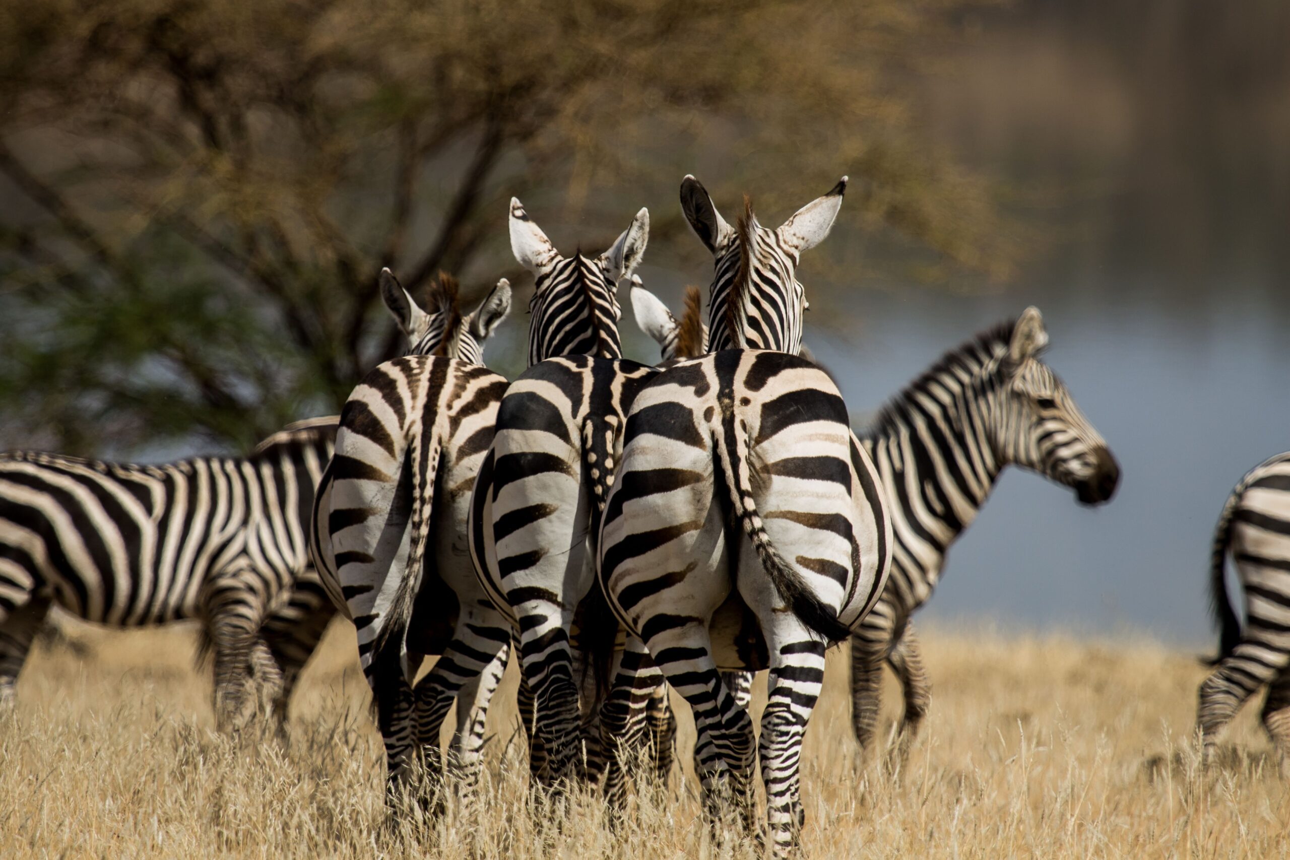 Camping Grounds: A Peaceful Retreat in Kajiado West