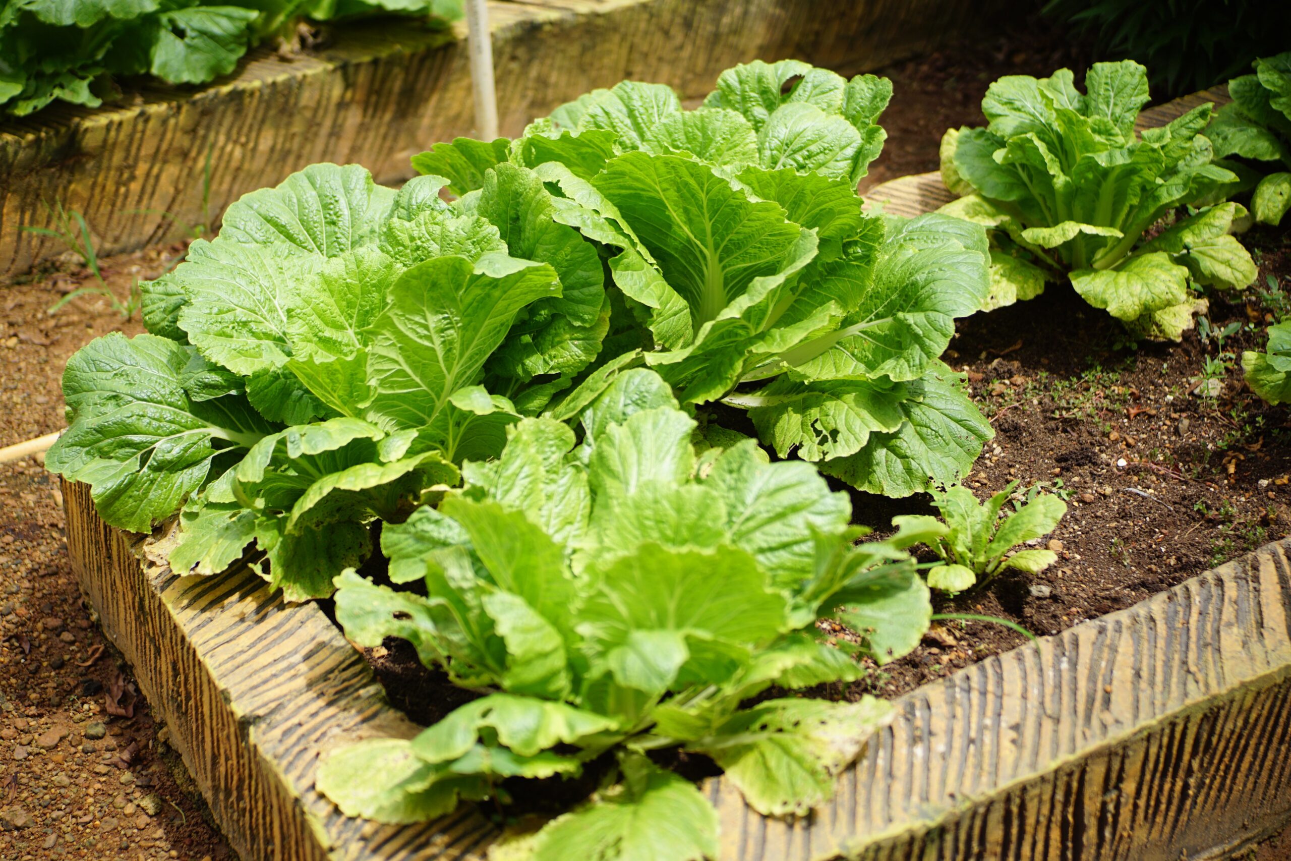 Organic Gardening for Self-Sufficiency: A Complete Guide to Growing Your Own Food at HomeOrganic Gardening for Self-Sufficiency